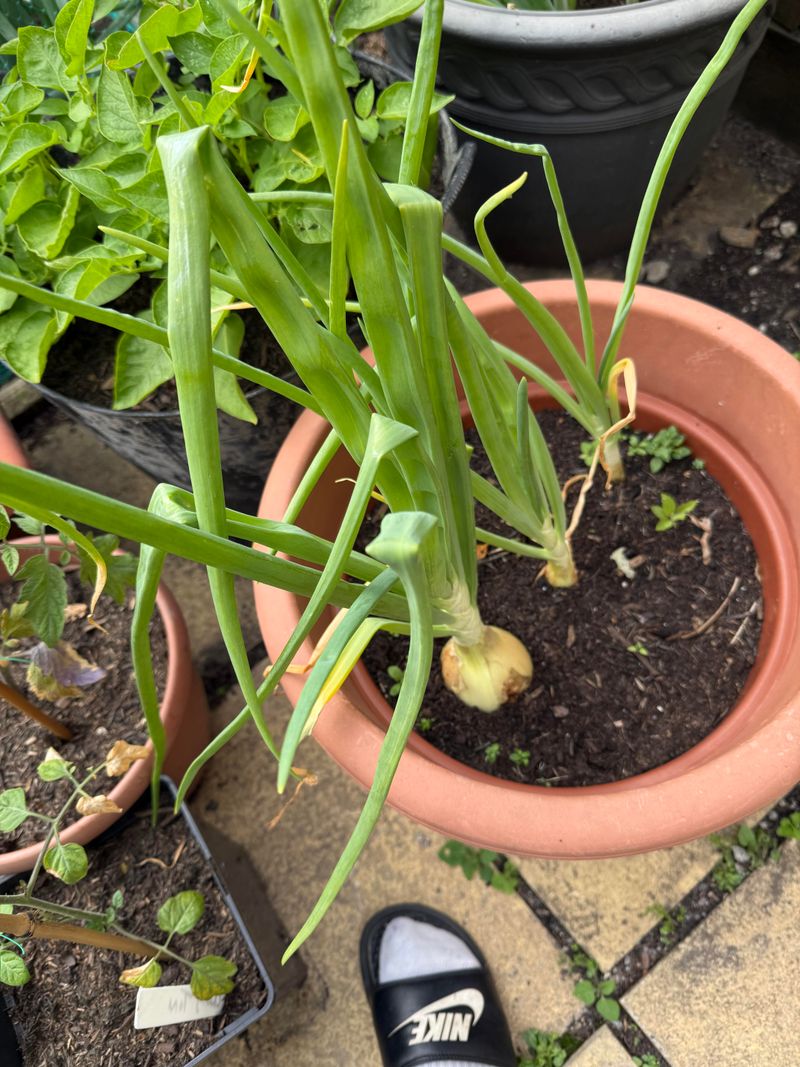 Overwintered Vegetables Setting Fruit