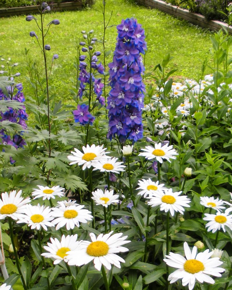 Cottage Garden Charm