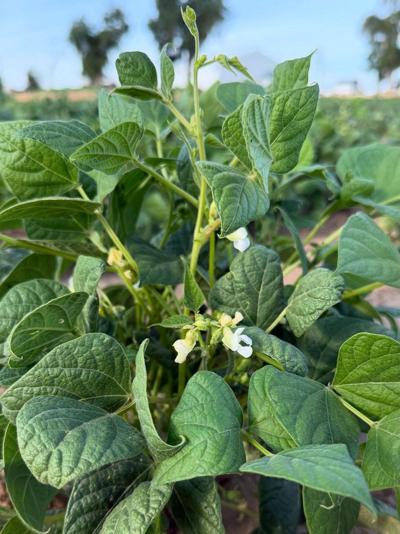 Hail Damage Recovery