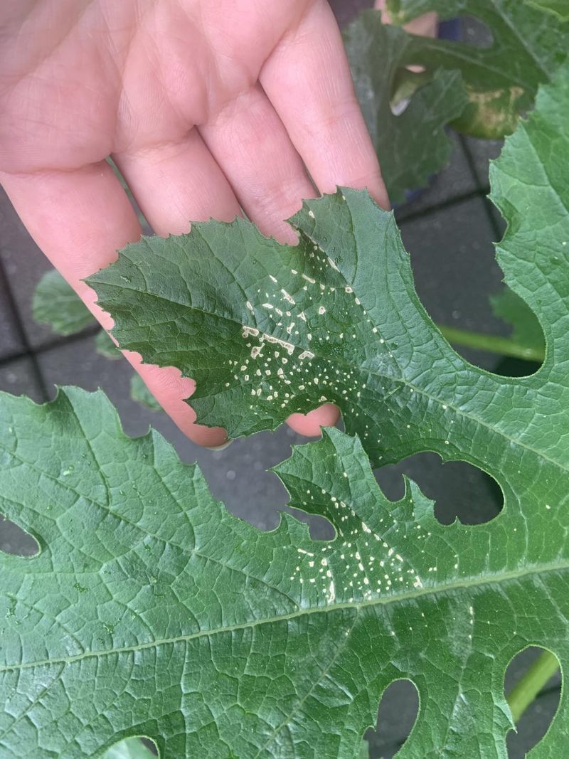 Spider Mite Damage