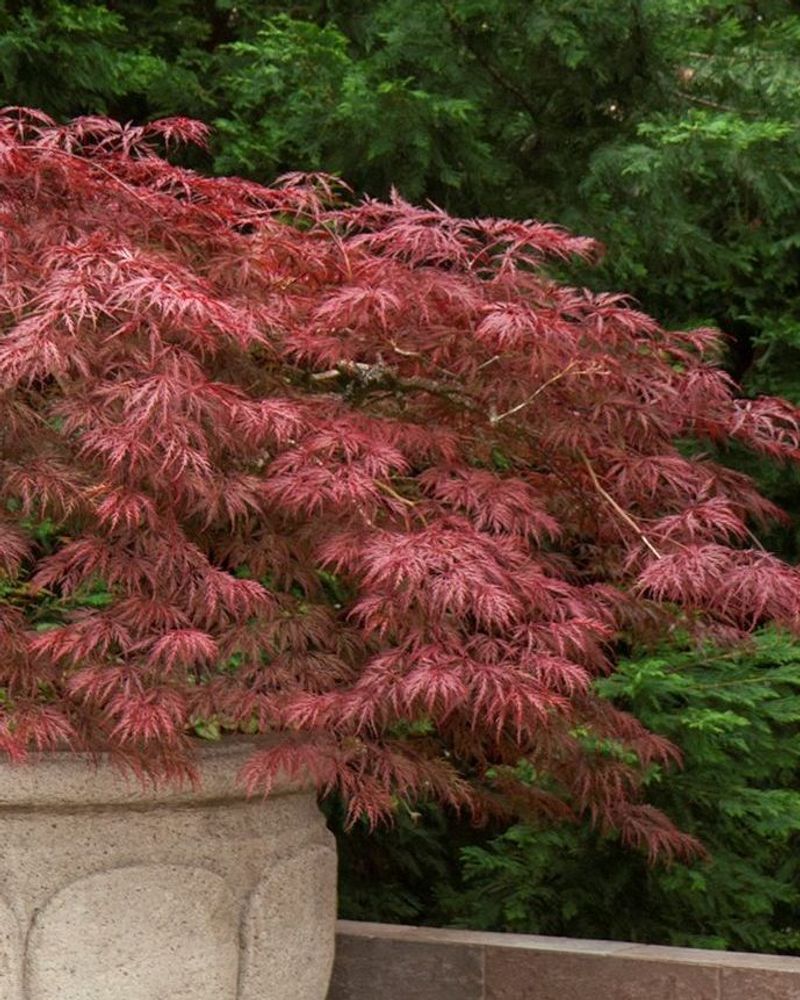 Graceful Japanese Maple
