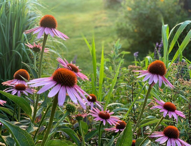 Native Purple Coneflowers