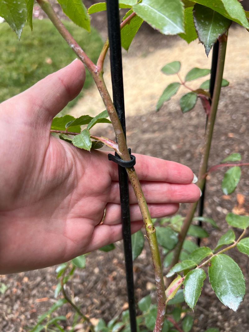 Sunburn Risk to Exposed Canes
