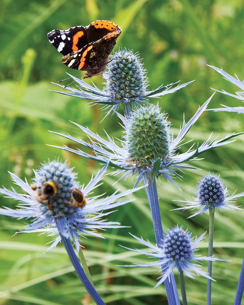 Sea Holly (Eryngium)