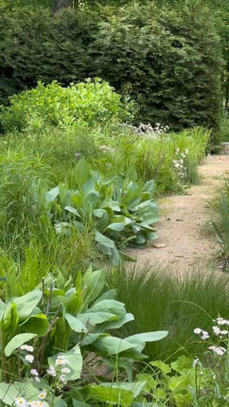 Wild Plant Borders