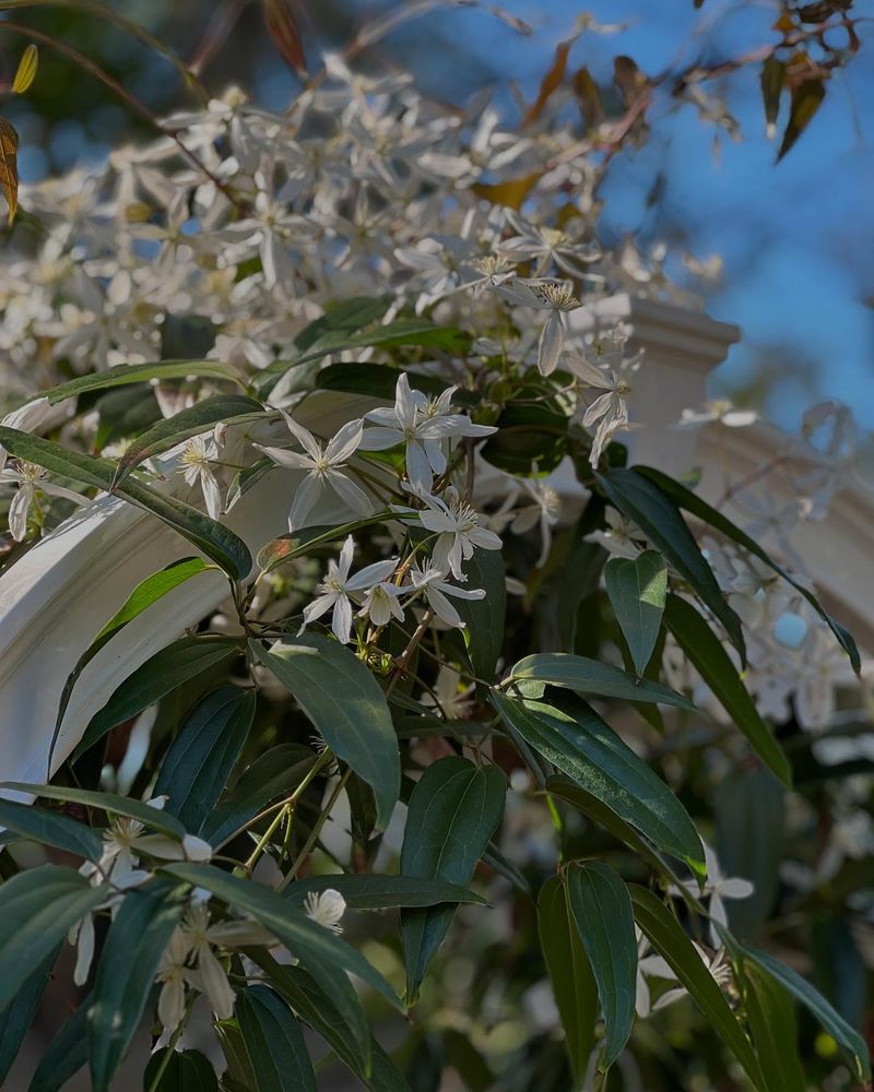 Evergreen Clematis