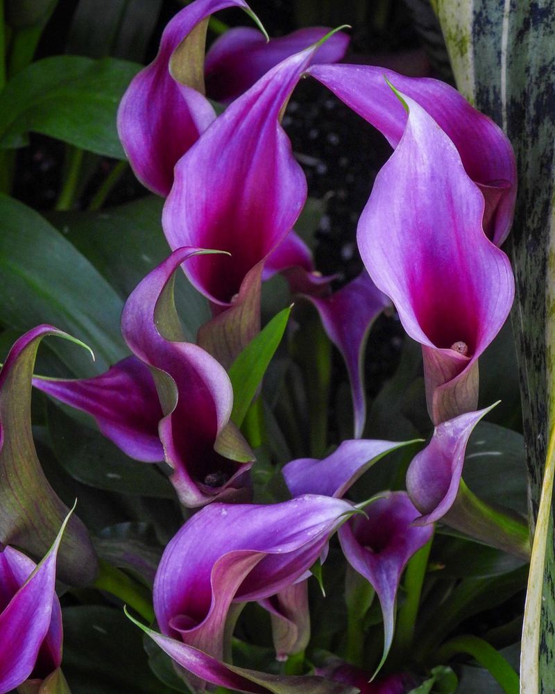 Calla Lily