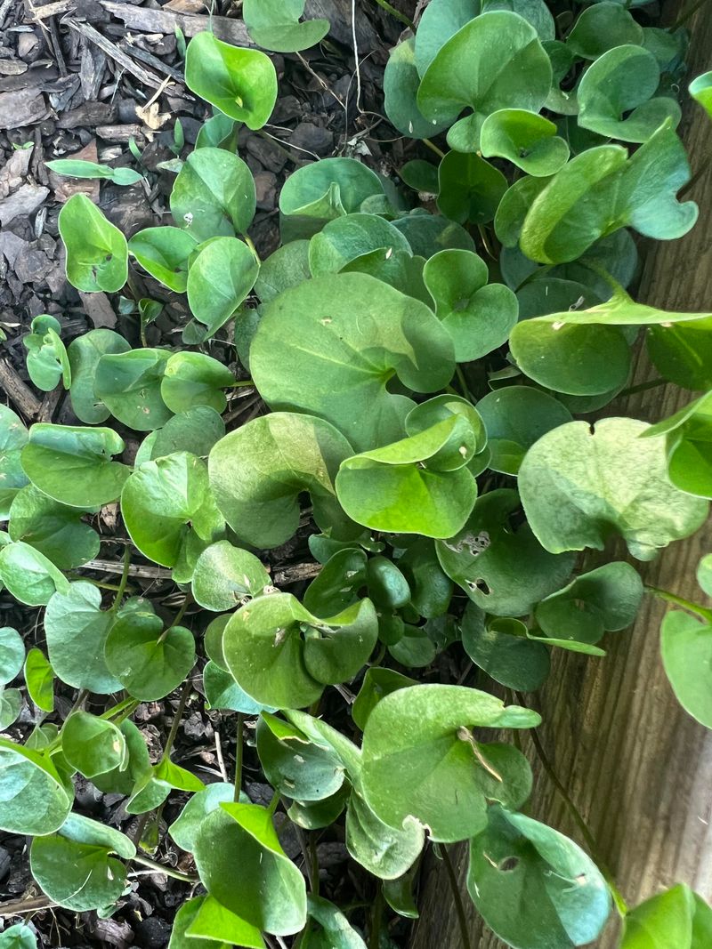 Wild Ginger