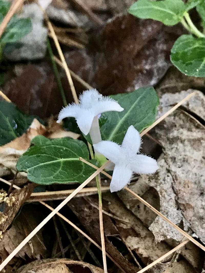 Partridgeberry (Mitchella repens)