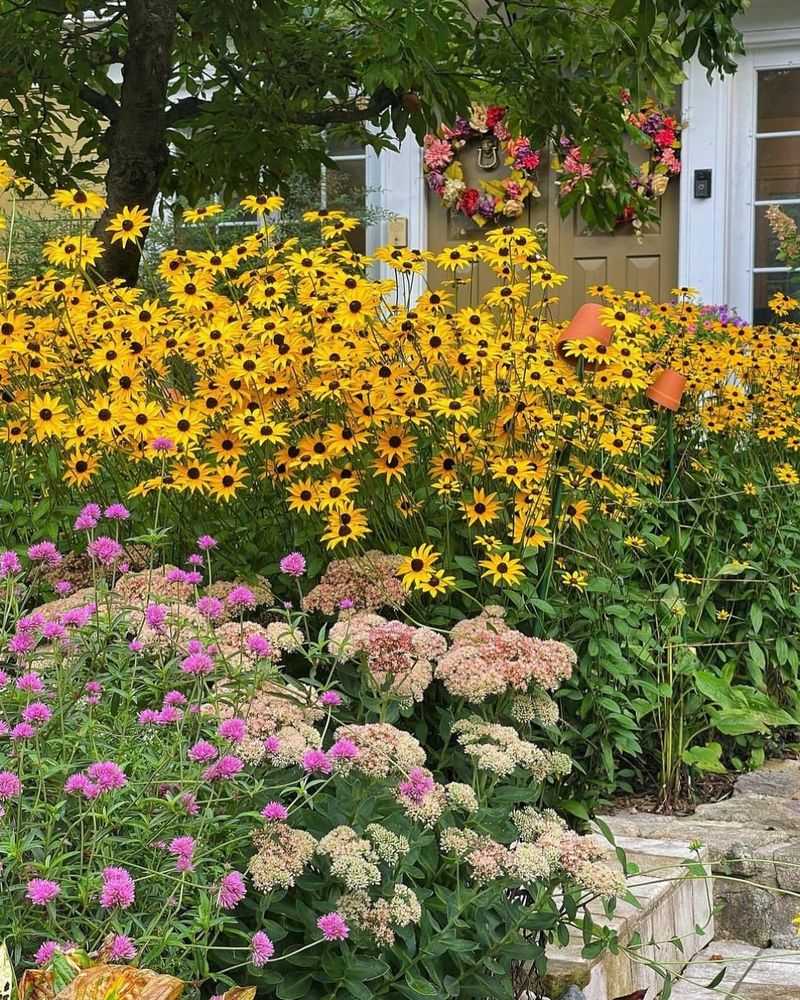 Ornamental Grasses with Black-Eyed Susans and Sedum