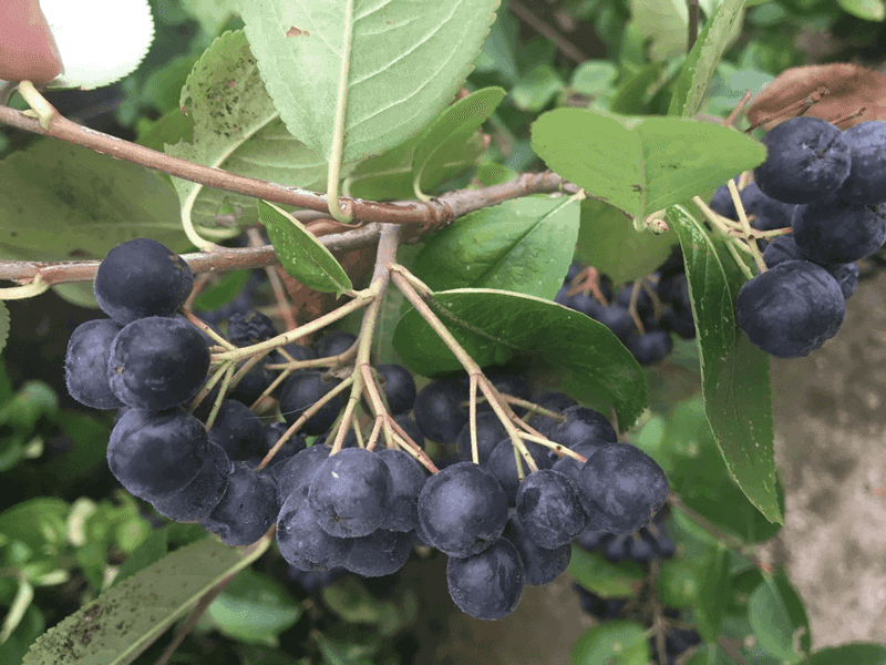 Chokeberry