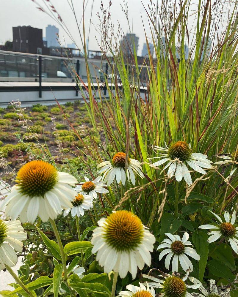 Coneflower (Echinacea)