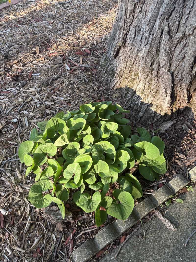 Wild Ginger