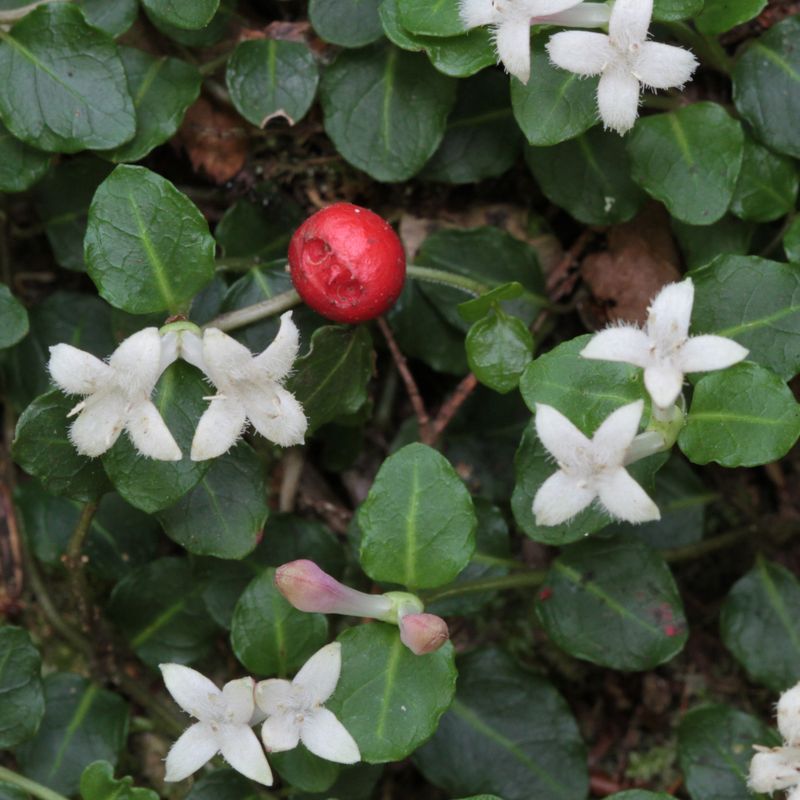 Partridgeberry