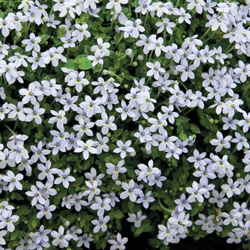 Blue Star Creeper