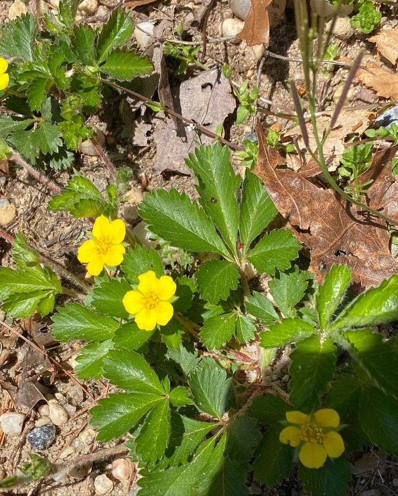 Dwarf Cinquefoil