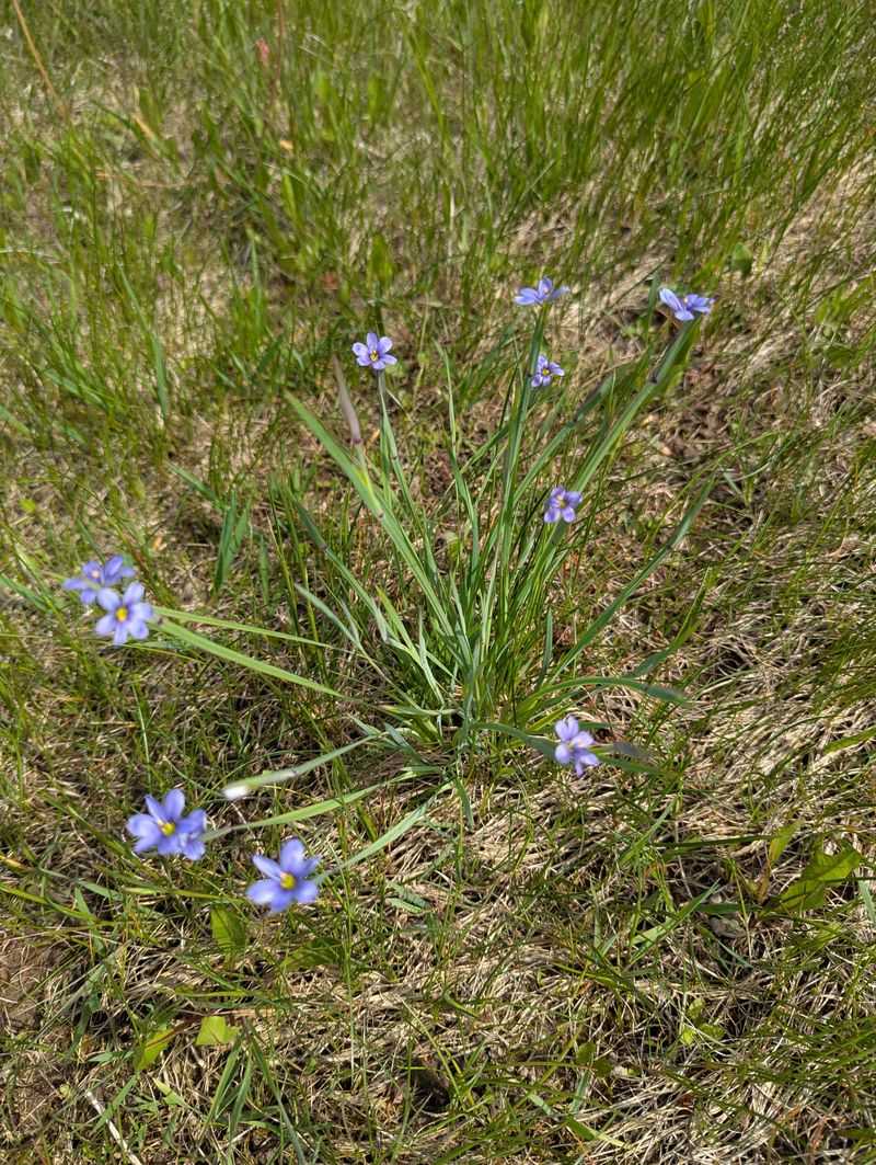 Blue-Eyed Grass