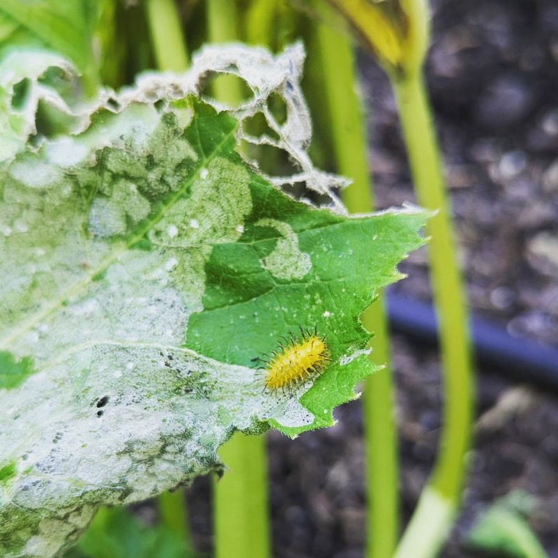 Soil Splash Fungal Contamination