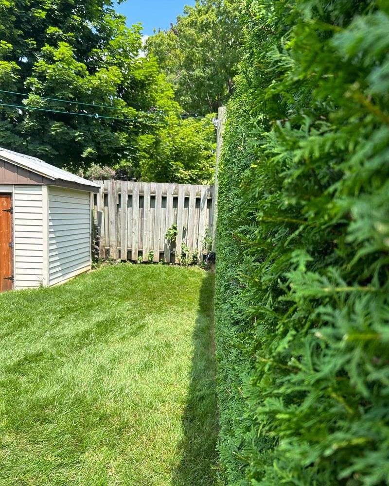 Unkempt Hedges and Shrubs
