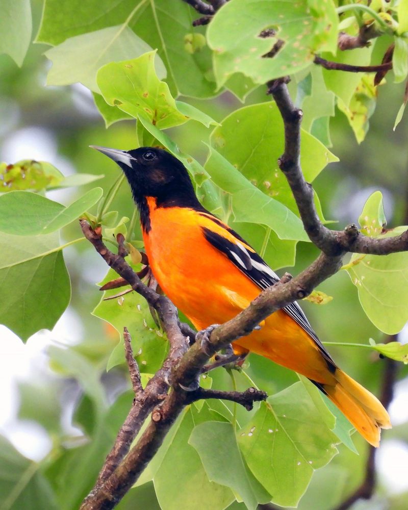 Creating Oriole-Safe Zones Away From Cats