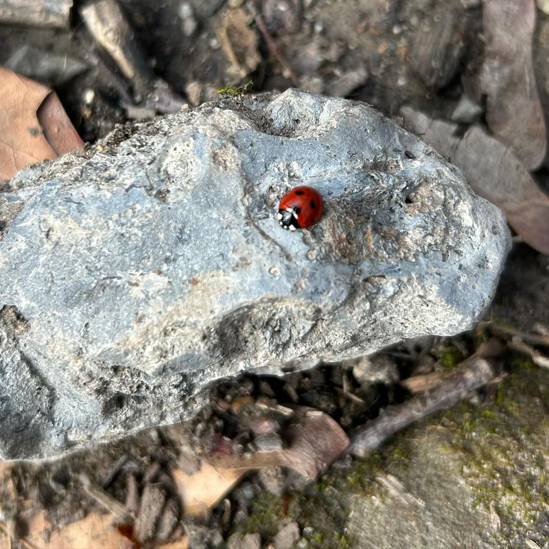 Ladybugs on Patrol