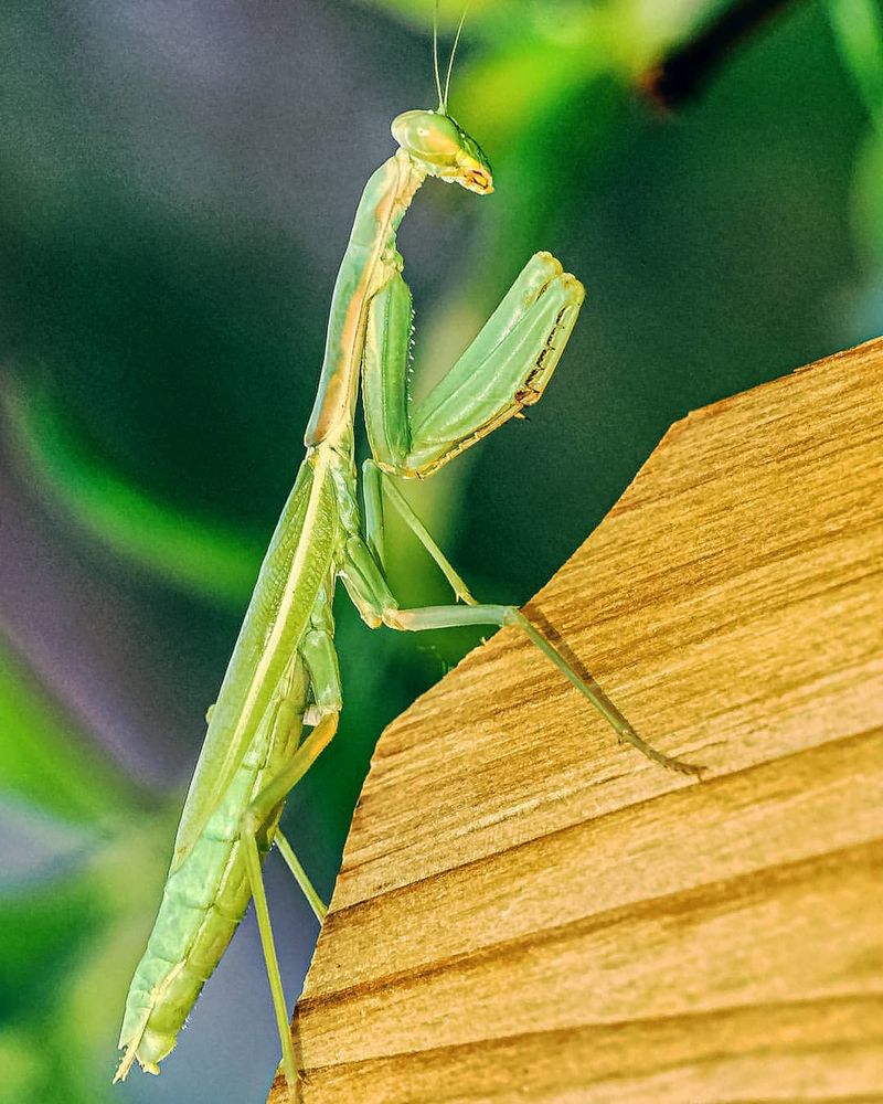 Praying Mantis