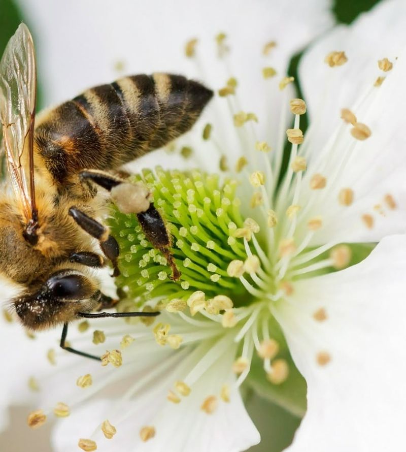 Honeybees
