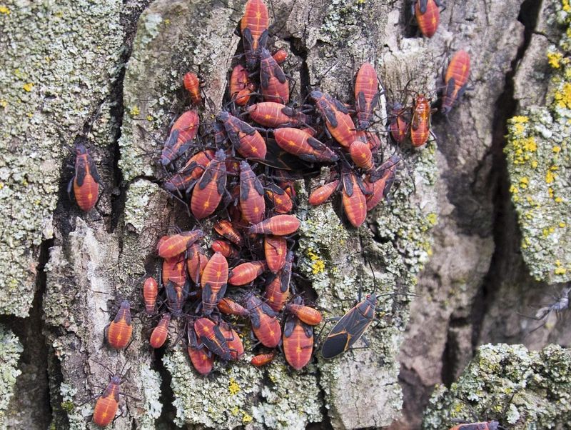 Boxelder Bugs