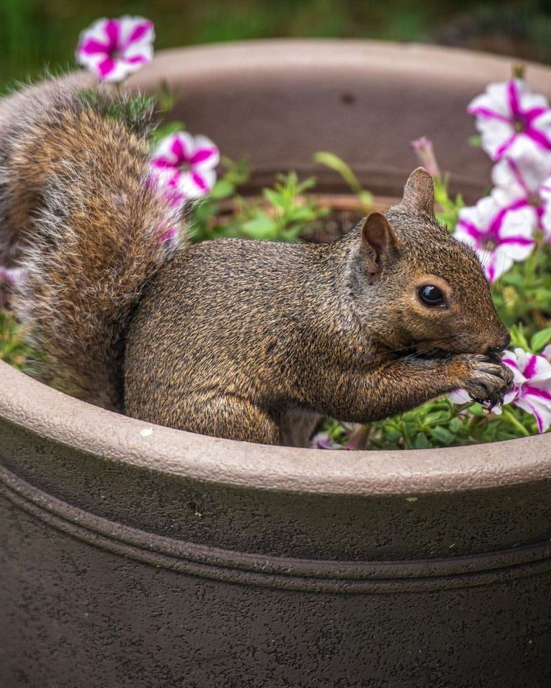 Squirrels: Bulb and Fruit Thieves