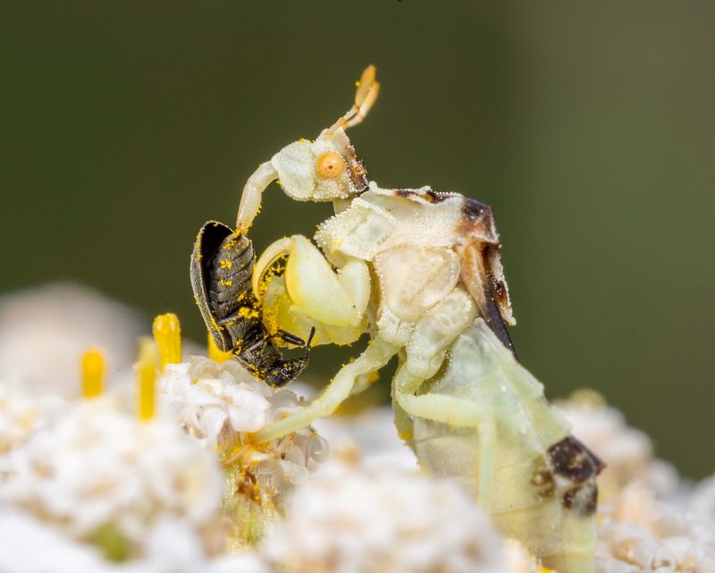 Ambush Bugs