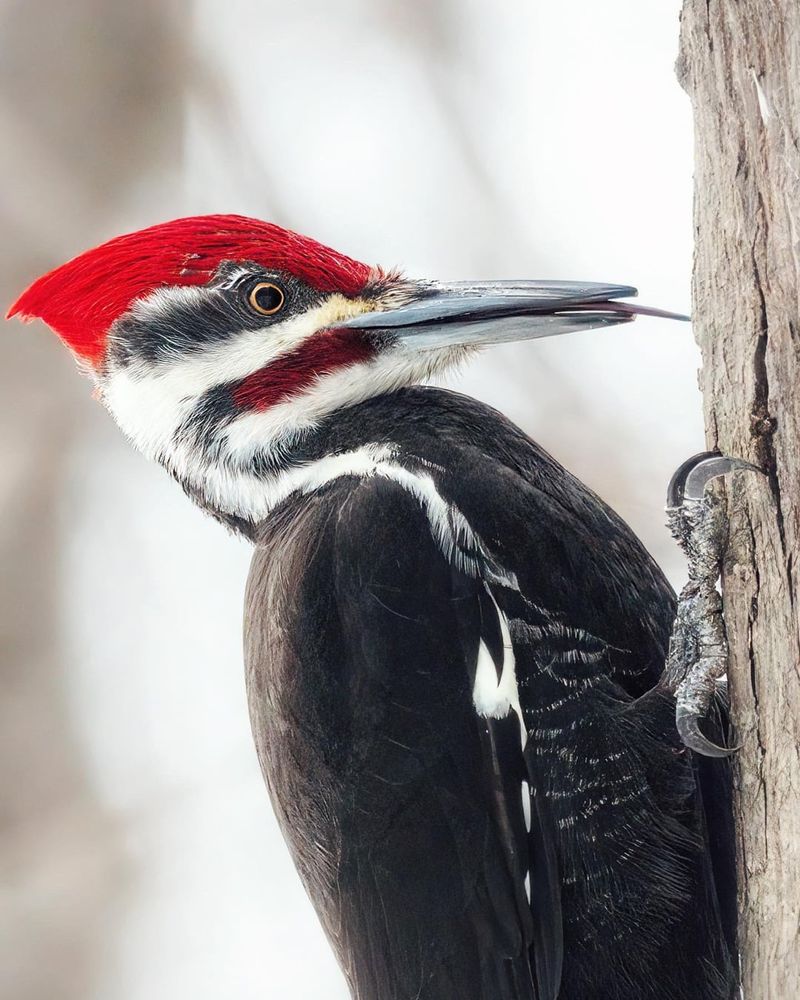 Pileated Woodpecker
