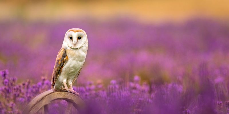 Barn Owls Face Declining Populations