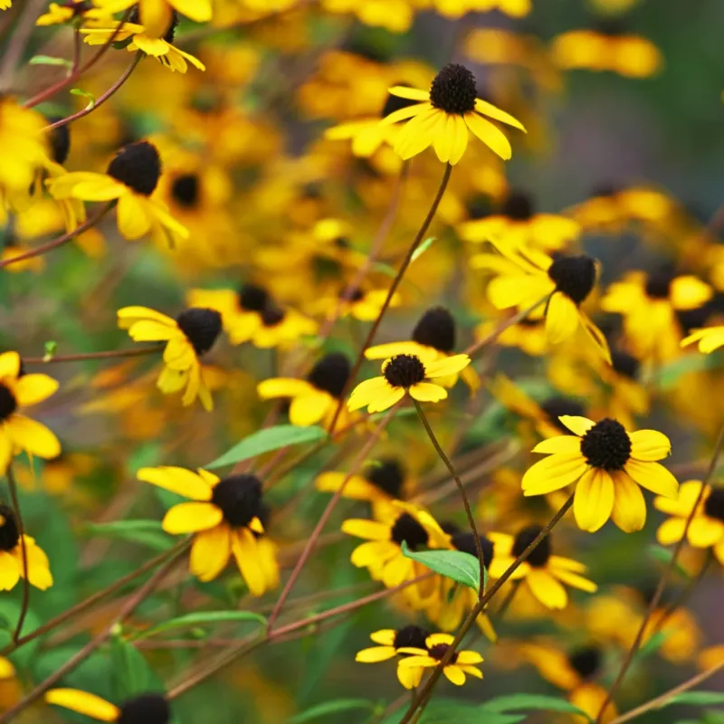 Brown-Eyed Susan (Rudbeckia triloba)