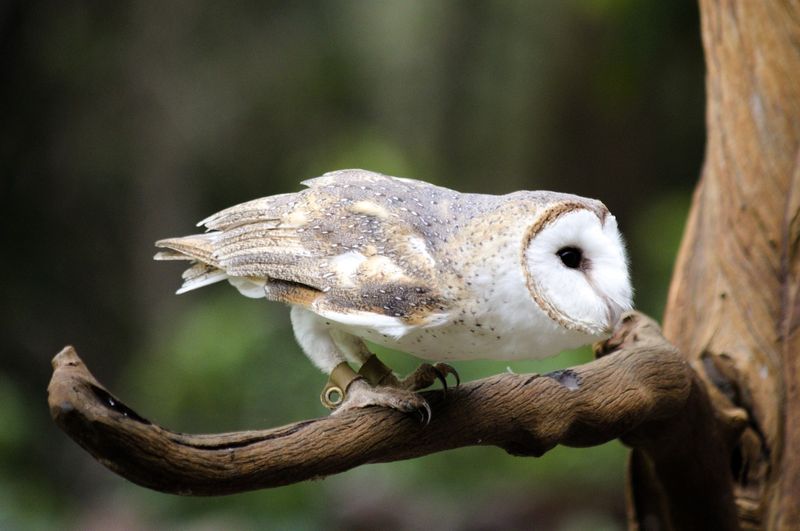 Barn Owls