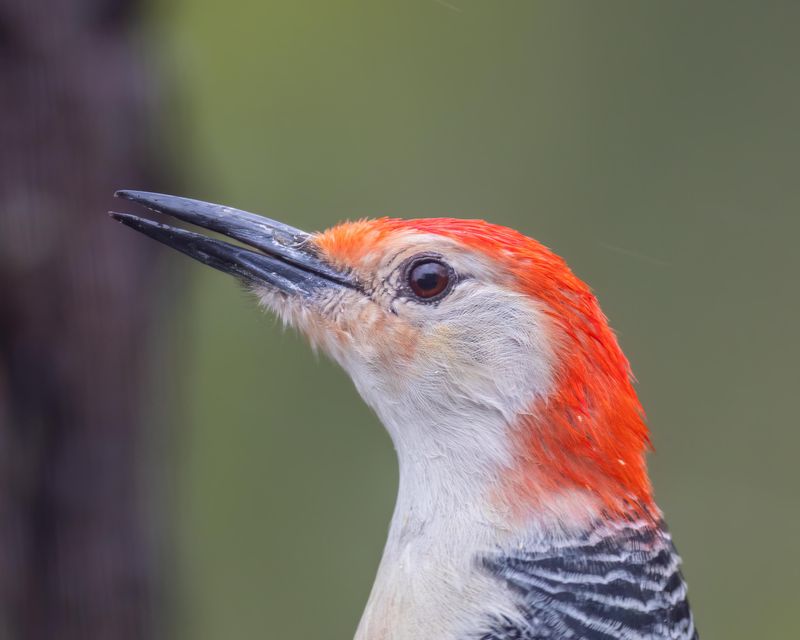 Woodpeckers