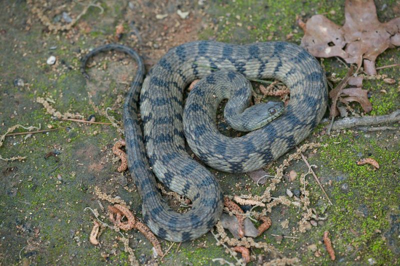 Eastern Diamondback Water Snake