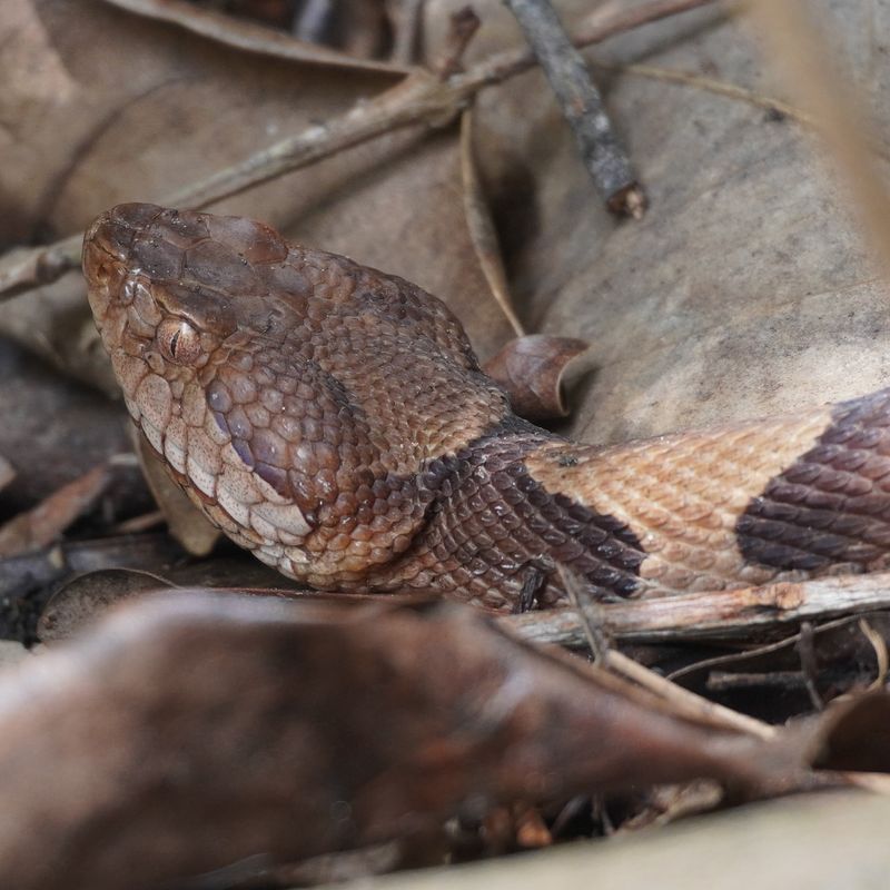 Copperhead