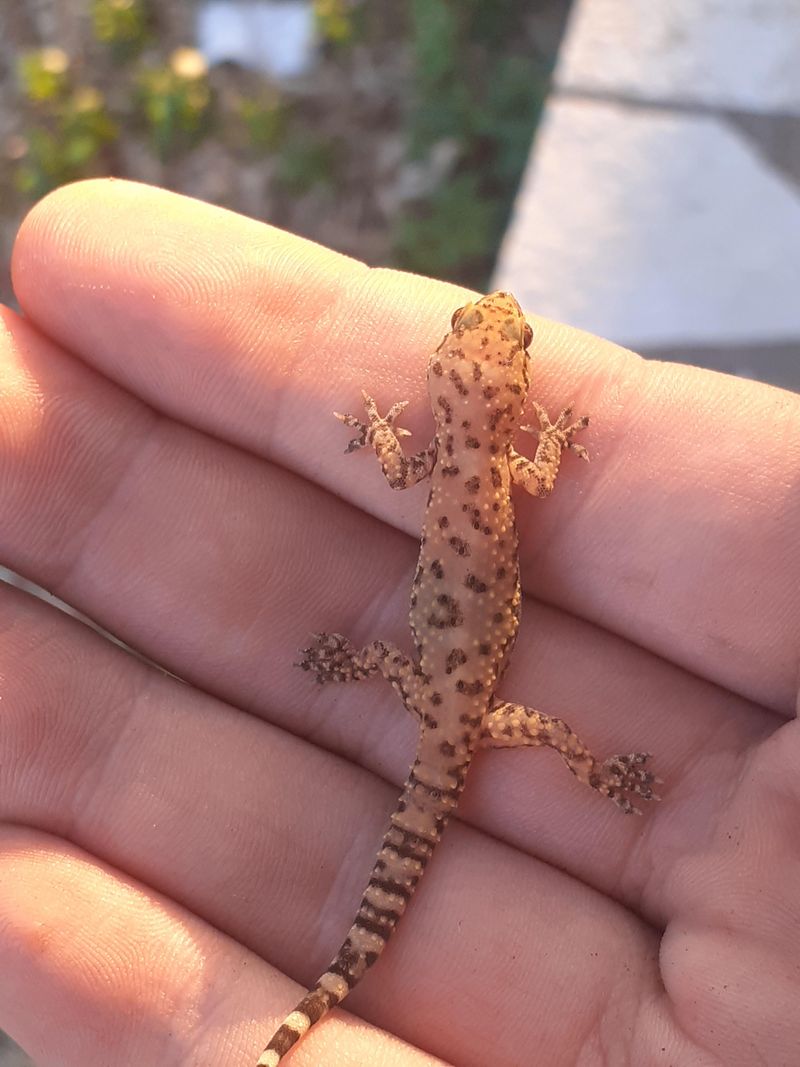 Mediterranean House Gecko
