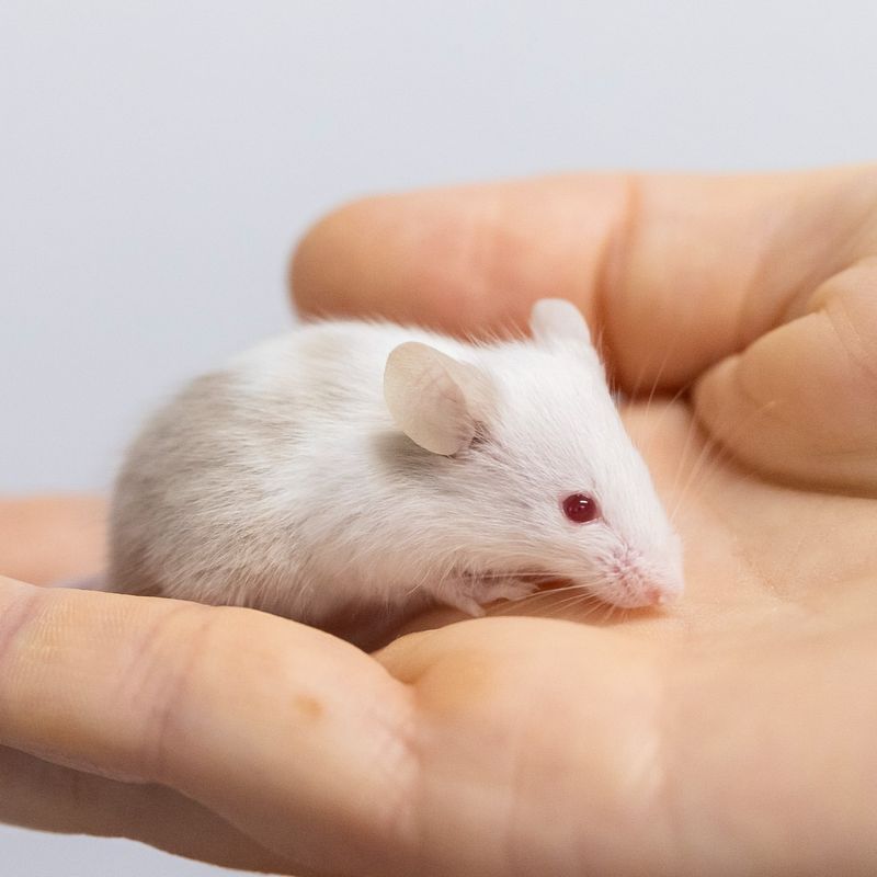 House Mouse