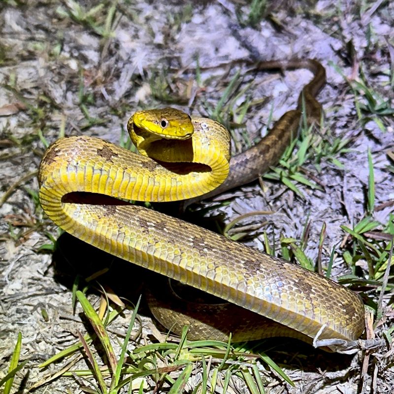 Yellow Rat Snake