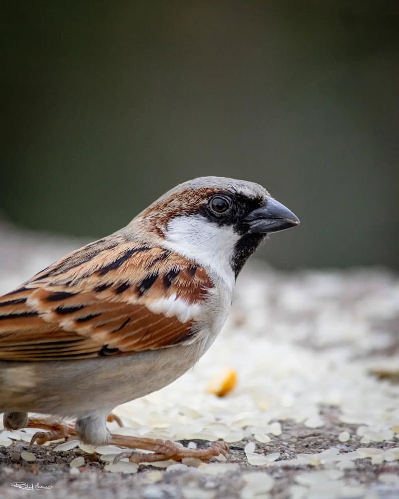 House Sparrow