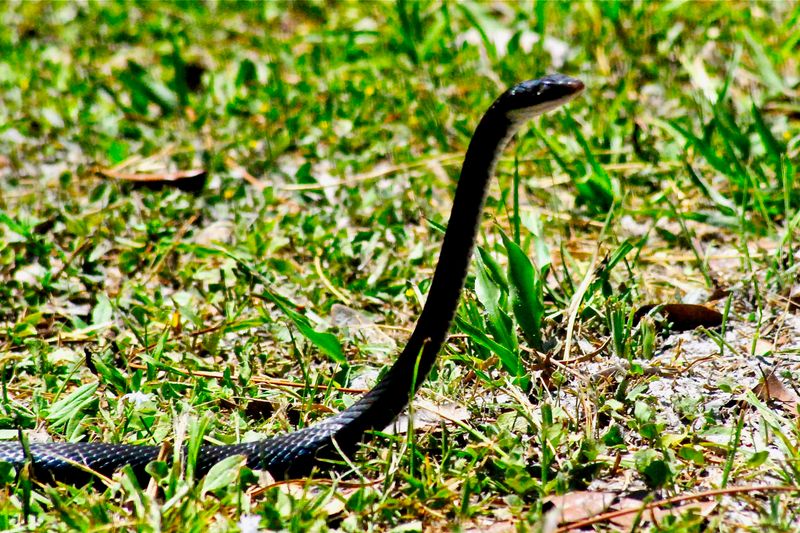 Southern Black Racer