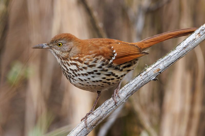 Brown Thrashers Protect Garden Soil Ecosystems