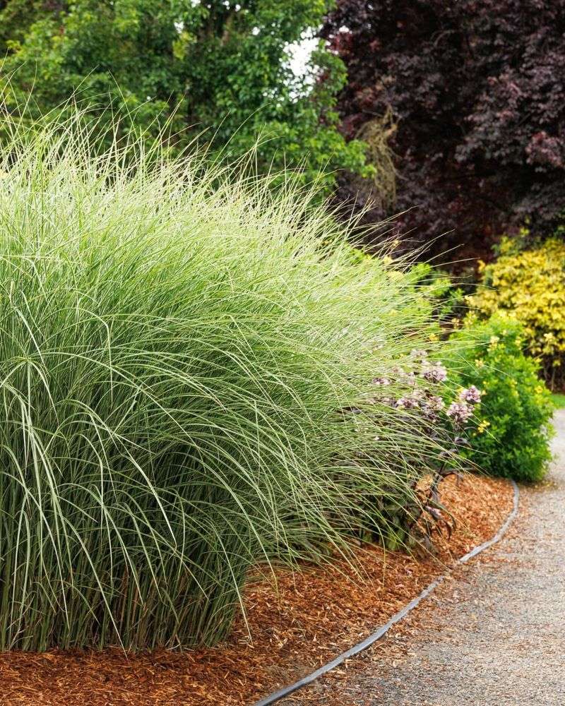 Maiden Grass