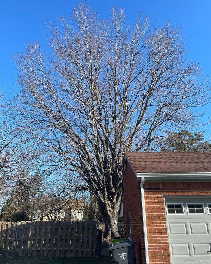 Silver Maple