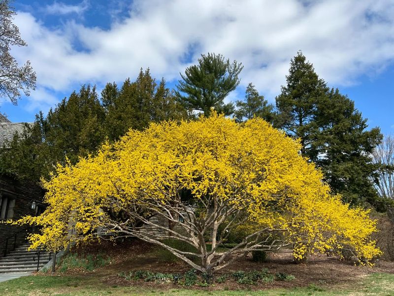 Cornelian Cherry Dogwood
