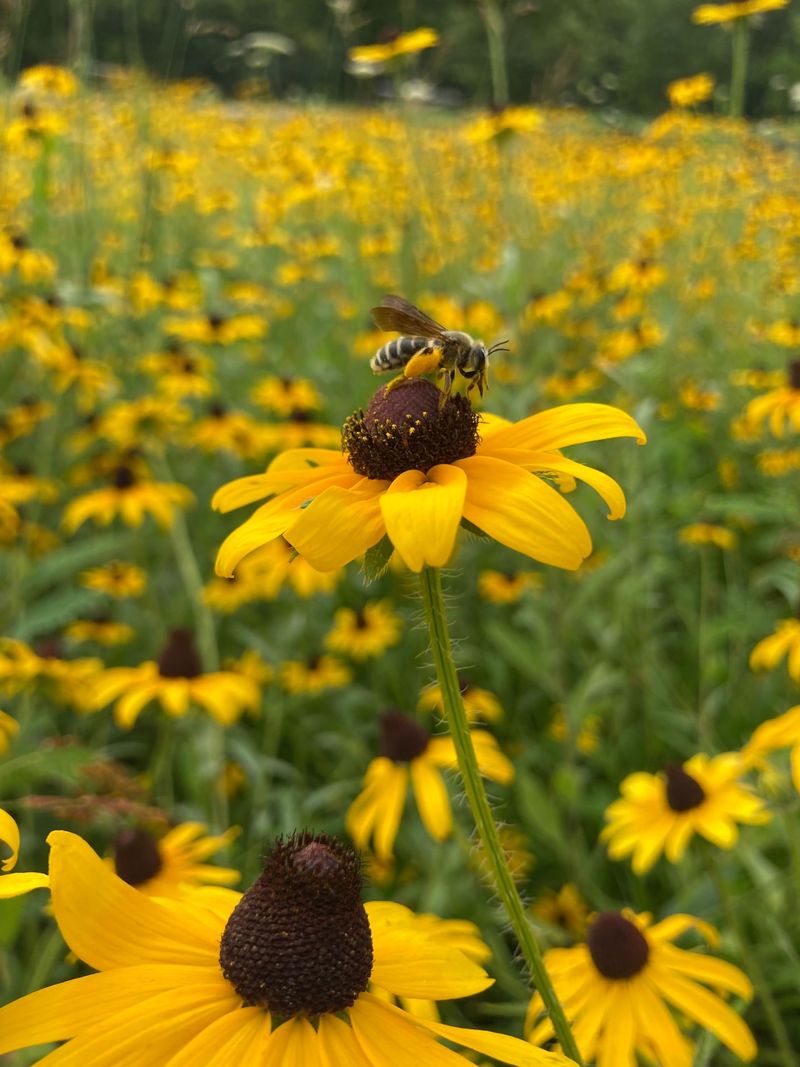 Black-Eyed Susan