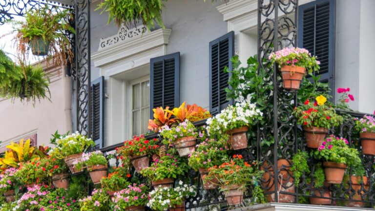 container plants on balcony