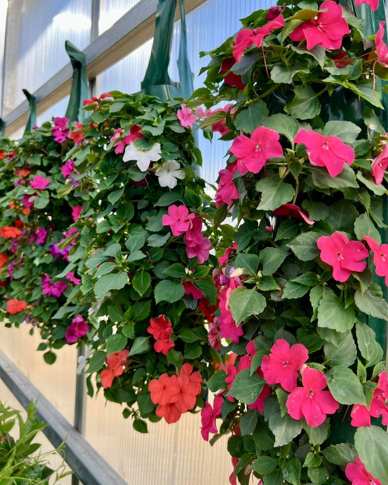Shade-Happy Impatiens