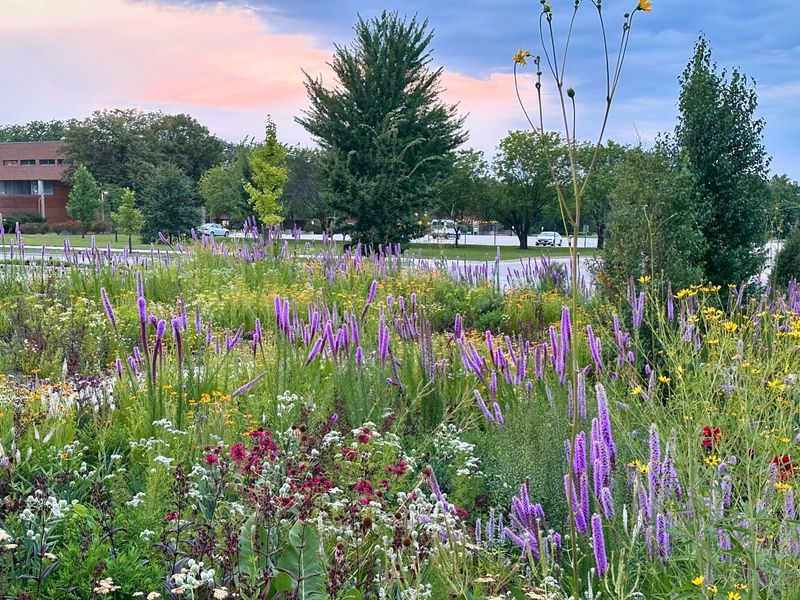 Native Prairie Garden